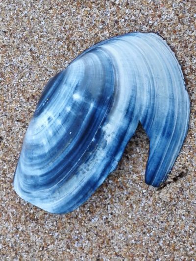 Newsletter janvier 2019